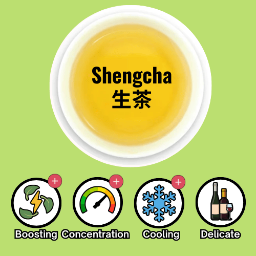 Shengcha - EN